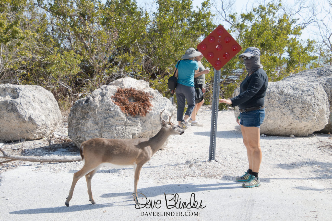 Florida Key Deer photography